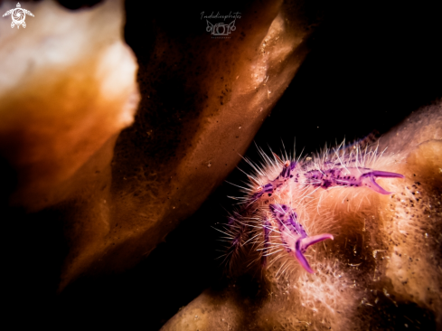 A Hairy Squat Lobster