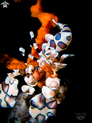 A Harlequin Shrimp