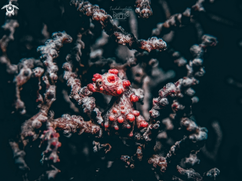 A Pygmy seahorse