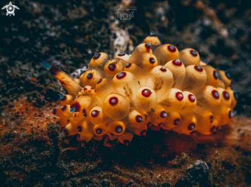 A Sea slug Janolus
