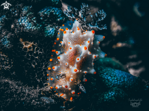 A Halgerda nudibranch