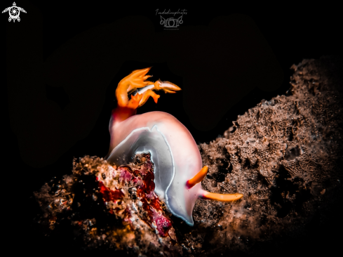 A Hypselodoris bullockii | Hypselodoris 