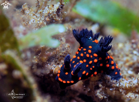 A Nembrota Nudibranch Juvenil