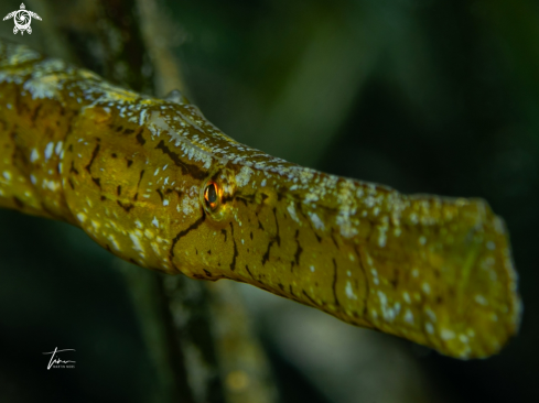 A Broadnosed Pipefish