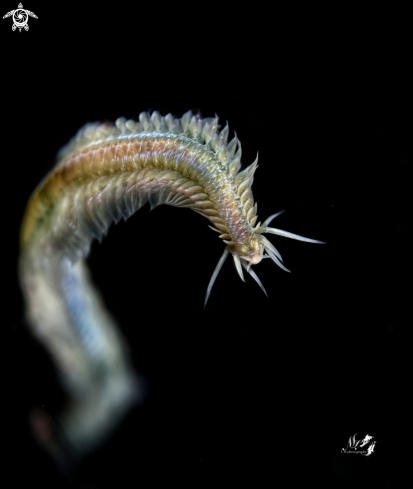 A Polychaete Worm