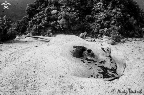 A Pastinachus sephen | Feathertail Stingray