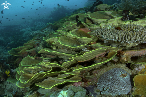 A Raja Ampat seascape