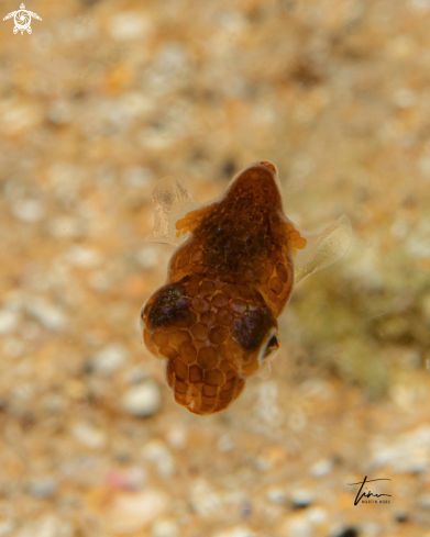 A Dwarf Bobtail Squid