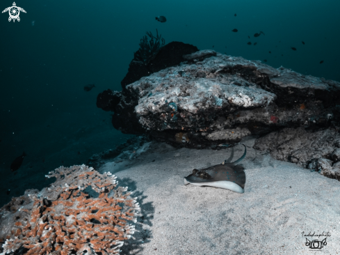 A Taeniura lymma | Blue spotted stingray