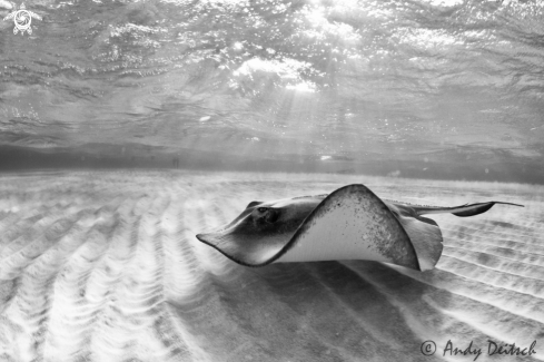 A Southern Stingray