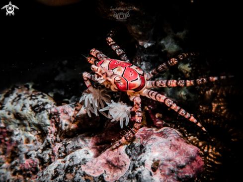 A Pom Pom Crab