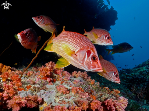 A Sargocentron spiniferum | Giant Squirrelfish