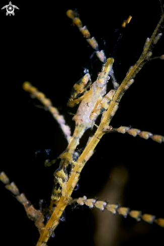 A Caprellidae | SHRIMP