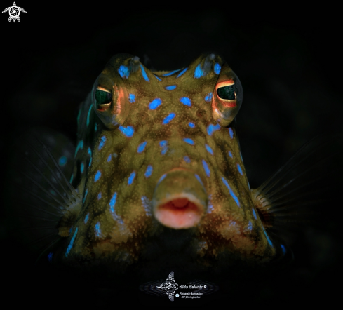 A Thornback Cowfish