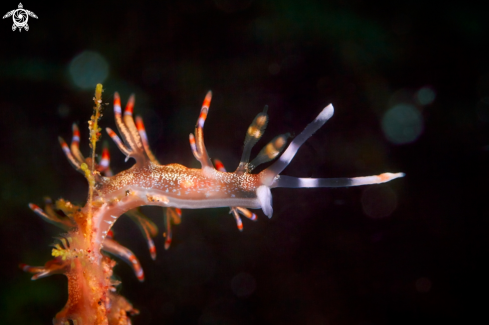 A Flabellina riwo Gosliner & Willan, 1991 | NUDIBRANCH