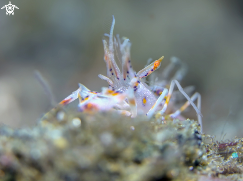 A Phyllognathia ceratophthalma (Balss, 1913) | Spiny Tiger Shrimp