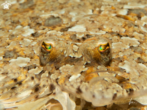 A Bothus podas | Wide-eyed Flounder