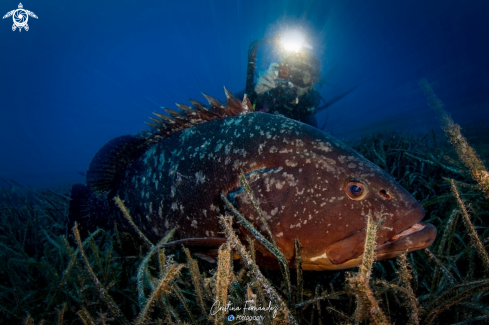 A Grouper