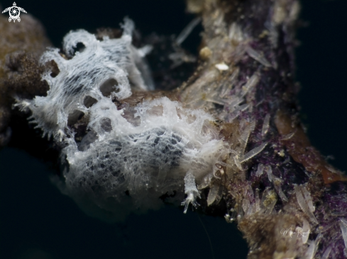 A Tufted Nudibranch