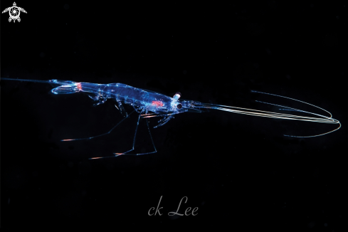 A Blackwater Shrimp 