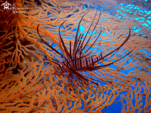 A Pterois volitans (Linnaeus, 1758) | Lion Fish Juvenil