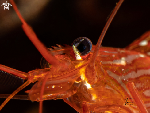 A Lysmata seticaudata | Monaco Shrimp