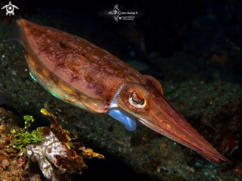 A Cuttlefish