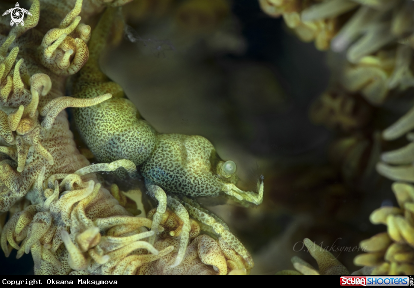 A Anker’s Whip Coral Shrimp (Pontonides ankeri)