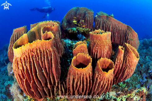 A barrel sponge