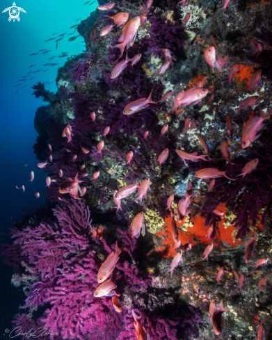 A Swallowtail Sea Perch 