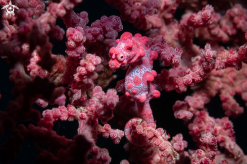 A Pygmy seahorse