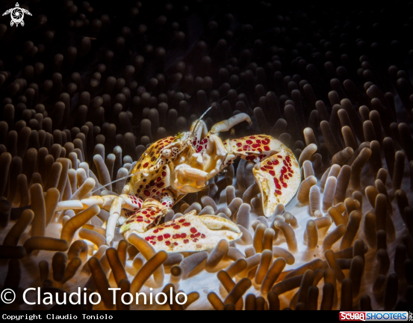 A Anemone crab