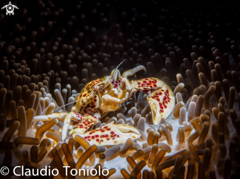 A Anemone crab | Anemone crab