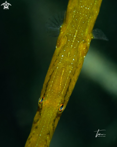 A Sygnathus typhle | Broadnosed Pipefish