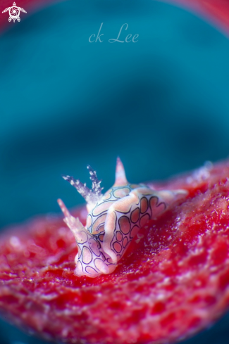 A Psychedelic Batwing Slug  