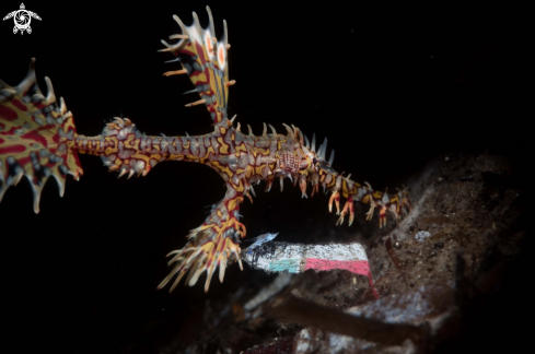 A Solenostomus paradoxus | Ornate Ghost Pipefish