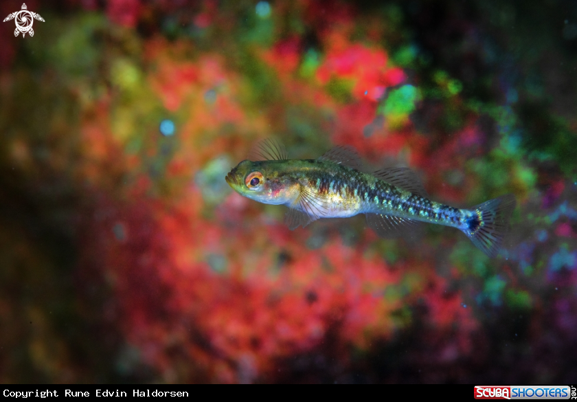 A Painted goby