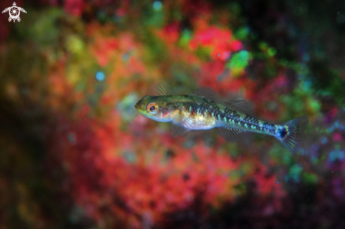 A Painted goby