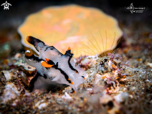 A Thecacera picta (Baba, 1972) | Nudibranch