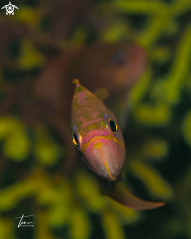 A Anthias anthias | Fairytail Basslet