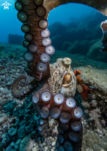 A Octopus vulgaris | Common Octopus