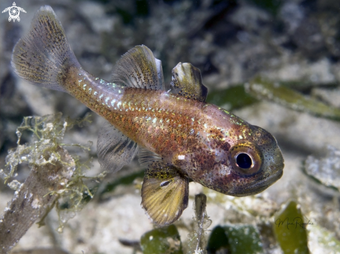 A Astrapogon puncticulatus | Blackfin Cardinalfish