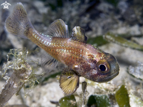 A Blackfin Cardinalfish