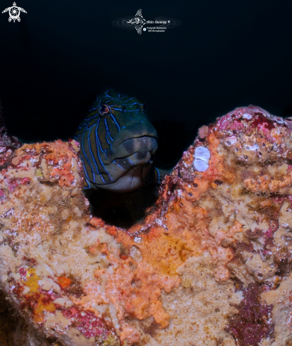 A The Giant Hawkfish - Carabalí