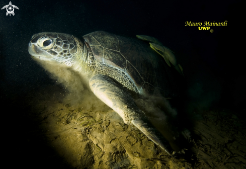 A Chelonia mydas | Green turtle