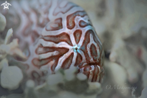 A Juvenile Psychedelic frogfish (Histiophryne psychedelica)