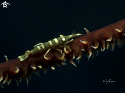 A Wire Coral Shrimp