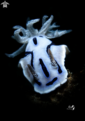 A Chromodoris willani 