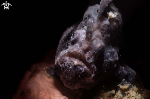 A Antennarius pictus | Frogfish