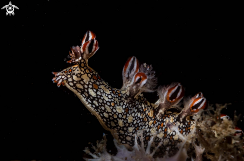 A Bornella anguilla